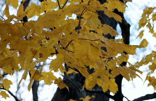 IMG_2642 (640x416)