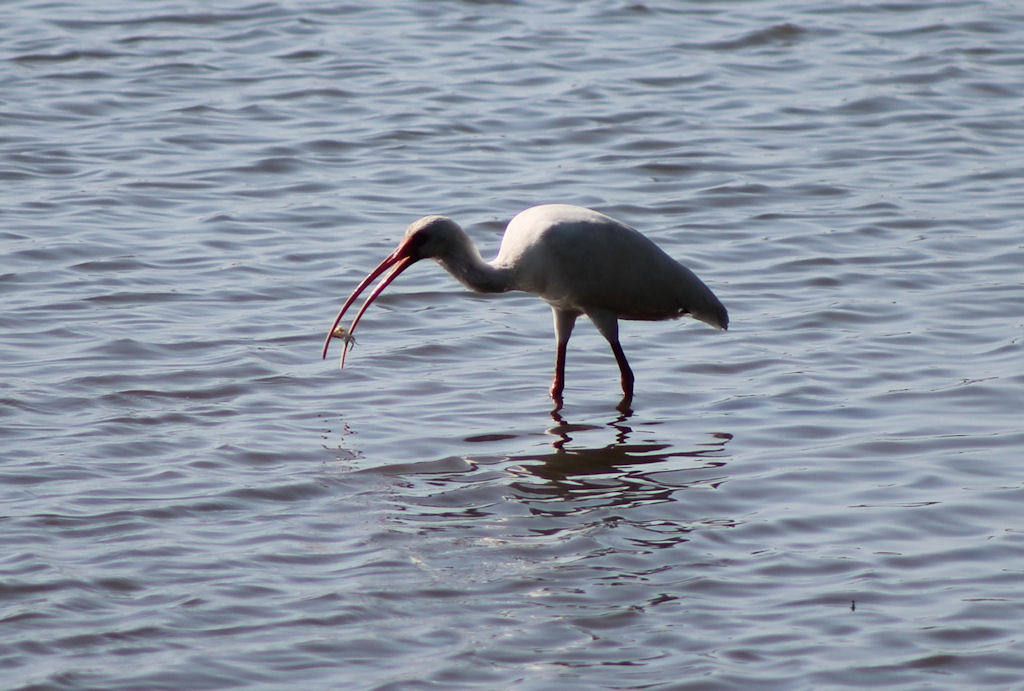 egret